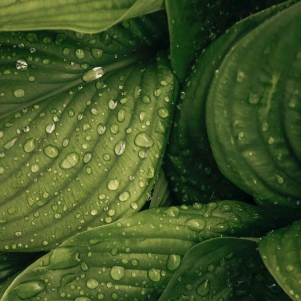liubov-ilchuk-_6rR_iP06p4-unsplash